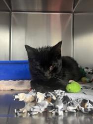 Shelter Stray Male Cat last seen Old River Road in South Corvallis, Benton County, OR, 398 SW Twin Oaks Cir, Corvallis, OR 97333, USA