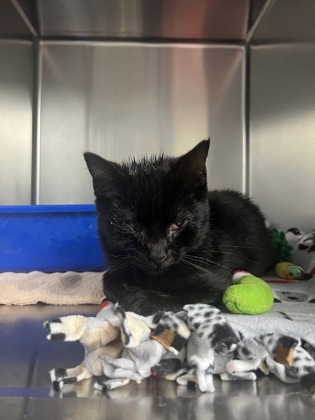 Shelter Stray Male Cat last seen Old River Road in South Corvallis, Benton County, OR, 398 SW Twin Oaks Cir, Corvallis, OR 97333, USA