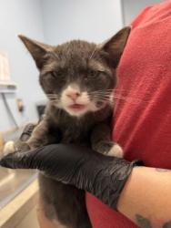 Shelter Stray Male Cat last seen SW 3rd Street near SW Jefferson, Corvallis, OR, 398 SW Twin Oaks Cir, Corvallis, OR 97333, USA