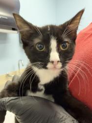 Shelter Stray Female Cat last seen SW 3rd Street near SW Jefferson, Corvallis, OR, 398 SW Twin Oaks Cir, Corvallis, OR 97333, USA