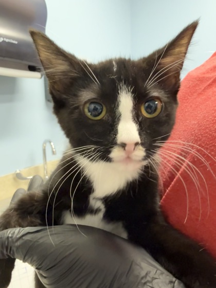 Shelter Stray Female Cat last seen SW 3rd Street near SW Jefferson, Corvallis, OR, 398 SW Twin Oaks Cir, Corvallis, OR 97333, USA