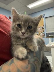 Shelter Stray Female Cat last seen SW 3rd Street near SW Jefferson, Corvallis, OR, 398 SW Twin Oaks Cir, Corvallis, OR 97333, USA