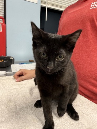 Shelter Stray Female Cat last seen SW 3rd Street near SW Jefferson, Corvallis, OR, 398 SW Twin Oaks Cir, Corvallis, OR 97333, USA