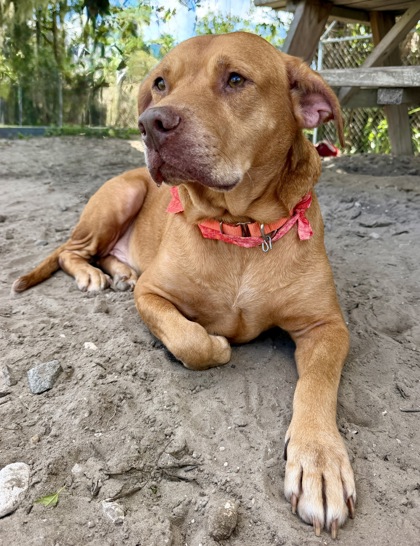 Shelter Stray Male Dog last seen Citrus Memorial Hospital, Inverness, FL, 4030 S Airport Rd, Inverness, FL 34450, USA
