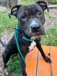 Shelter Stray Female Dog last seen Near S. Robinson St., 21224, MD, 2490 Giles Rd, Baltimore, MD 21225, USA