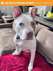 Shelter Stray Female Dog last seen Monument St and Linwood Ave., 21205, MD, 2490 Giles Rd, Baltimore, MD 21225, USA