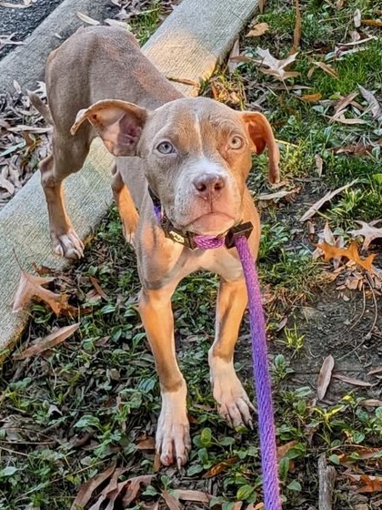 Shelter Stray Male Dog last seen Near Ravenwood Ave, 21213, MD, 2490 Giles Rd, Baltimore, MD 21225, USA