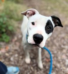 Shelter Stray Female Dog last seen Near Harlem Ave., 21216, MD, 2490 Giles Rd, Baltimore, MD 21225, USA