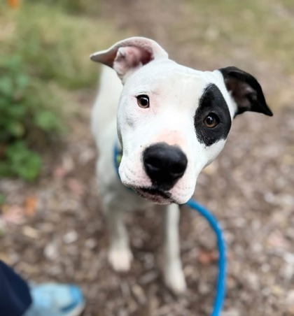 Shelter Stray Female Dog last seen Near Harlem Ave., 21216, MD, 2490 Giles Rd, Baltimore, MD 21225, USA