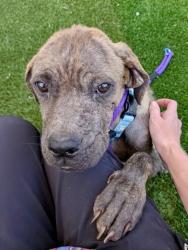 Shelter Stray Male Dog last seen Near Madison st, 21205, MD, 2490 Giles Rd, Baltimore, MD 21225, USA