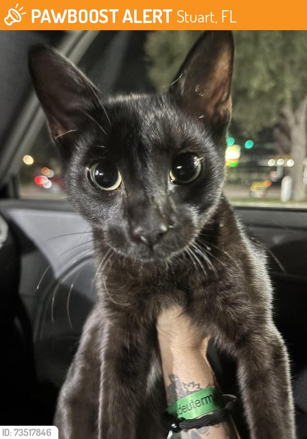 Found/Stray Male Cat last seen Se 6th st near terra fermata, Stuart, FL 34996