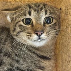 Shelter Stray Male Cat last seen Monte Carlo/ Lincoln, City of College Station, TX, 5359 Leonard Rd, Bryan, TX 77807, USA