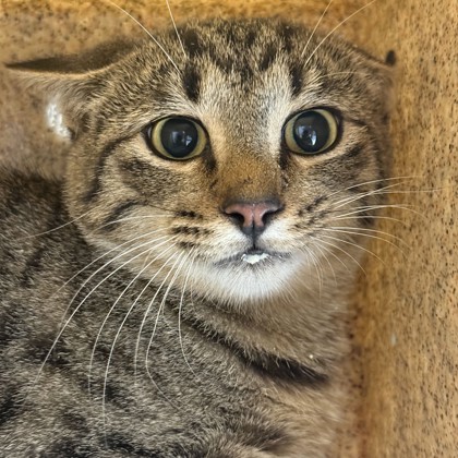 Shelter Stray Male Cat last seen Monte Carlo/ Lincoln, City of College Station, TX, 5359 Leonard Rd, Bryan, TX 77807, USA