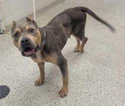 Shelter Stray Female Dog last seen Near Donnelly Ave, 64134, MO, 7077 Elmwood Ave, Kansas City, MO 64132, USA