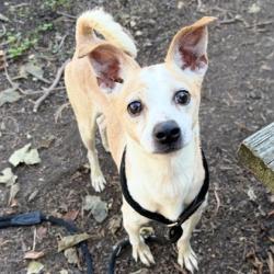 Shelter Stray Male Dog last seen Near Longfellow, Oakland, CA, 1101 29th Ave, Oakland, CA 94601, USA