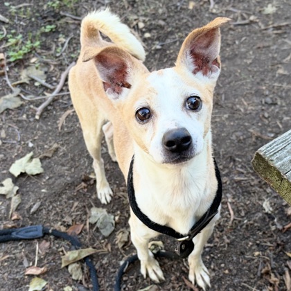 Shelter Stray Male Dog last seen Near Longfellow, Oakland, CA, 1101 29th Ave, Oakland, CA 94601, USA
