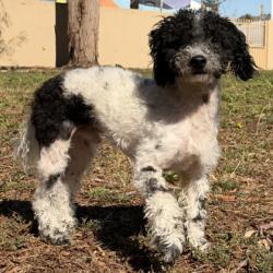 Shelter Stray Male Dog last seen Near mountain blvd, Oakland, CA, 1101 29th Ave, Oakland, CA 94601, USA