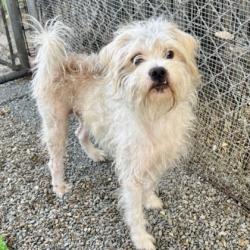 Shelter Stray Unknown Dog last seen Near Mountain Blvd, Oakland,, 1101 29th Ave, Oakland, CA 94601, USA