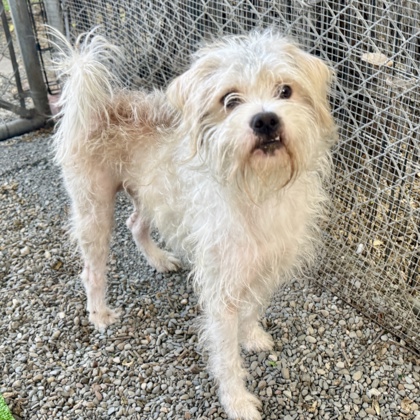 Shelter Stray Unknown Dog last seen Near Mountain Blvd, Oakland,, 1101 29th Ave, Oakland, CA 94601, USA