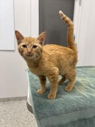 Shelter Stray Female Cat last seen Near E 29th Terrace, 64128, MO, 7077 Elmwood Ave, Kansas City, MO 64132, USA