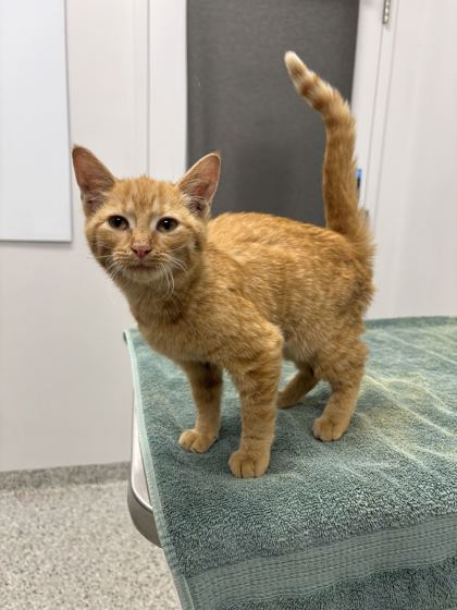 Shelter Stray Female Cat last seen Near E 29th Terrace, 64128, MO, 7077 Elmwood Ave, Kansas City, MO 64132, USA