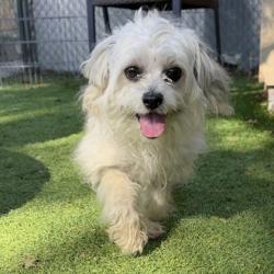 Shelter Stray Female Dog last seen Near Brann St, Oakland, CA, 1101 29th Ave, Oakland, CA 94601, USA