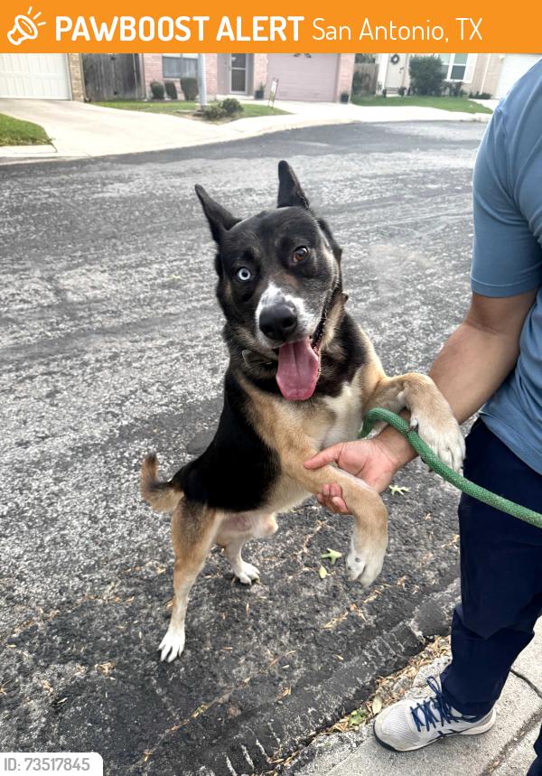 Found/Stray Male Dog last seen Bending Crest, San Antonio, TX 78239