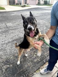 Found/Stray Male Dog last seen Bending Crest, San Antonio, TX 78239