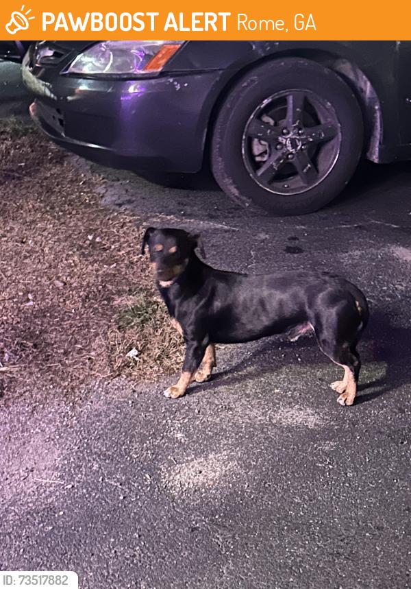 Found/Stray Male Dog last seen beside marathon gas station shorter ave, Rome, GA 30165