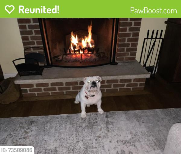 Reunited Male Dog last seen Shimer Ct, Napervilled, Naperville, IL 60565