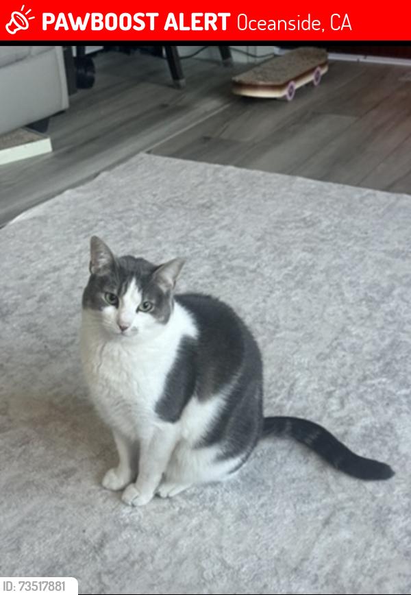 Lost Female Cat last seen Oceanside RV resort, Oceanside, CA 92054