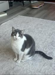 Lost Female Cat last seen Oceanside RV resort, Oceanside, CA 92054