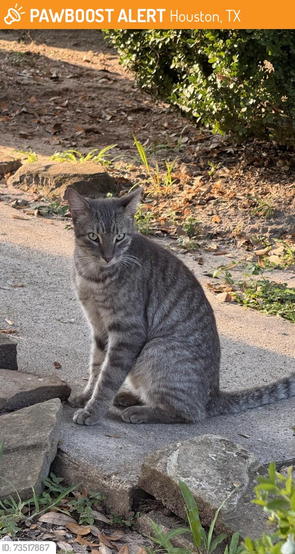 Found/Stray Female Cat last seen By Baybrook Mall, Houston, TX 77546