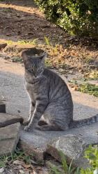 Found/Stray Female Cat last seen By Baybrook Mall, Houston, TX 77546