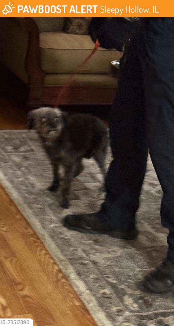 Found/Stray Female Dog last seen Pimlico Pkwy near Randall Rd, Sleepy Hollow, IL 60118