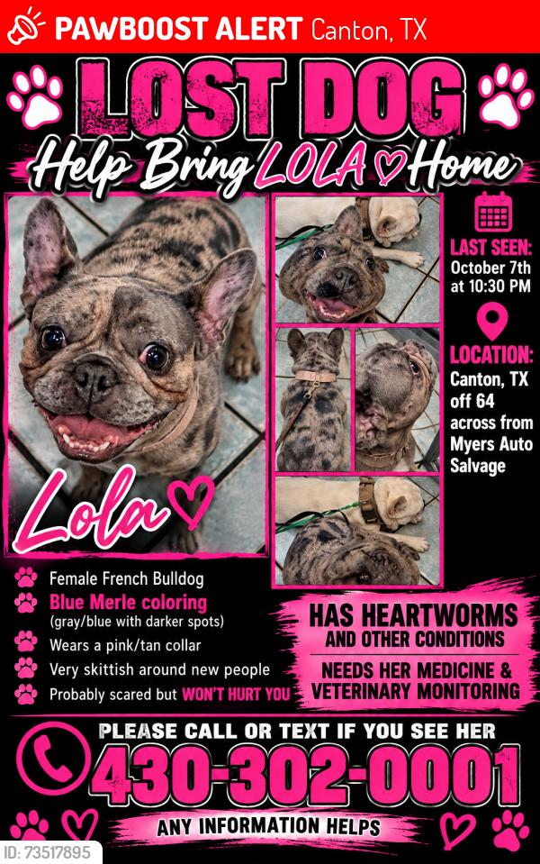 Lost Female Dog last seen Highway 64, Canton, TX 75103