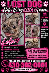 Lost Female Dog last seen Highway 64, Canton, TX 75103