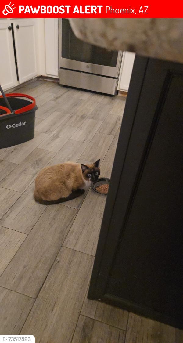Lost Female Cat last seen Near ave and lower buckeye, Phoenix, AZ 85353