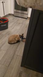 Lost Female Cat last seen Near ave and lower buckeye, Phoenix, AZ 85353