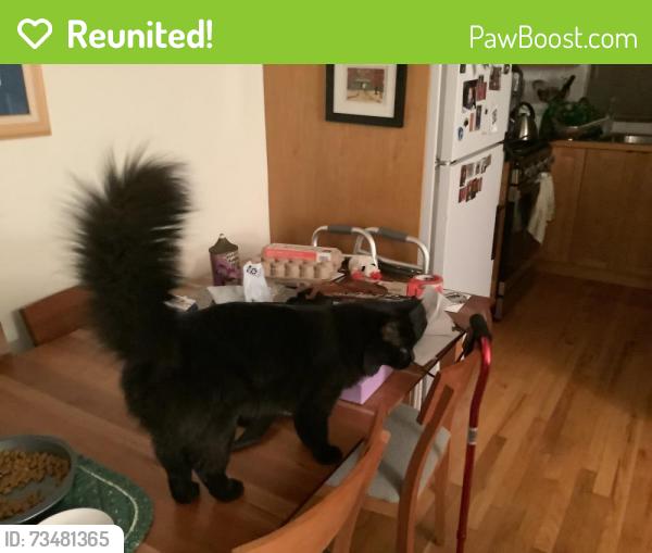 Reunited Female Cat last seen 7th and Olive Street Denver, Denver, CO 80220