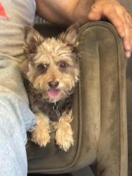 Lost Female Dog last seen Near W Southgate, Phoenix, AZ 85041