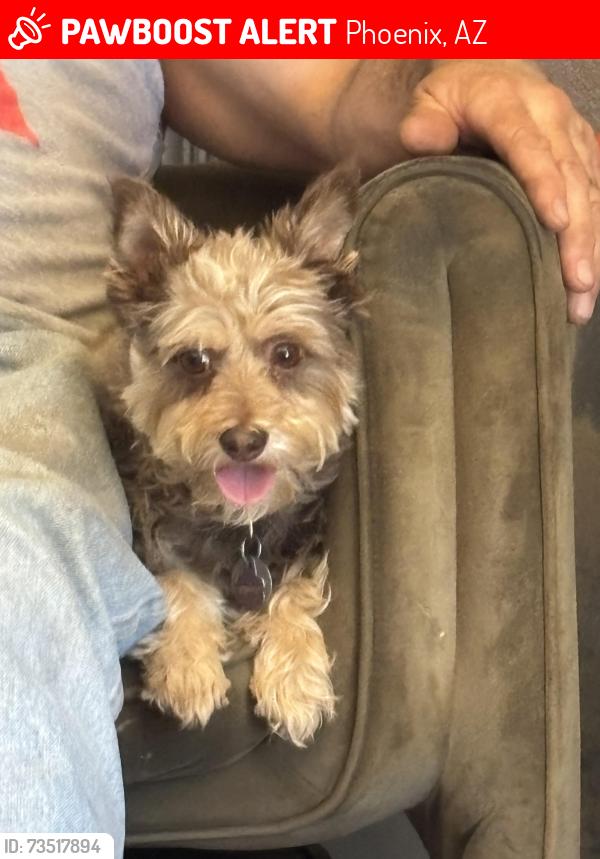 Lost Female Dog last seen Near W Southgate, Phoenix, AZ 85041