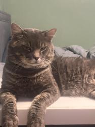Lost Male Cat last seen Mobile, Chickasaw, AL 36611