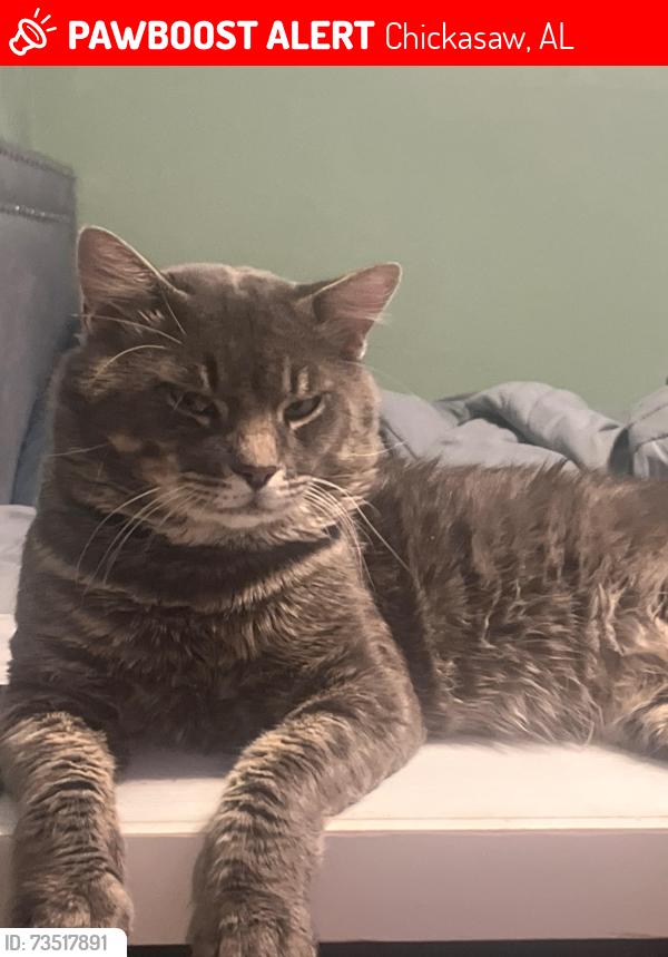 Lost Male Cat last seen Mobile, Chickasaw, AL 36611