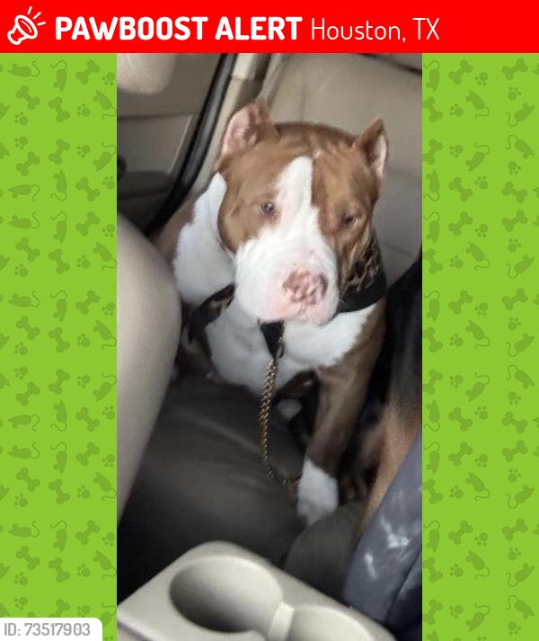 Lost Female Dog last seen Stacy and clay, Houston, TX 77084