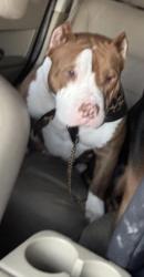 Lost Female Dog last seen Stacy and clay, Houston, TX 77084