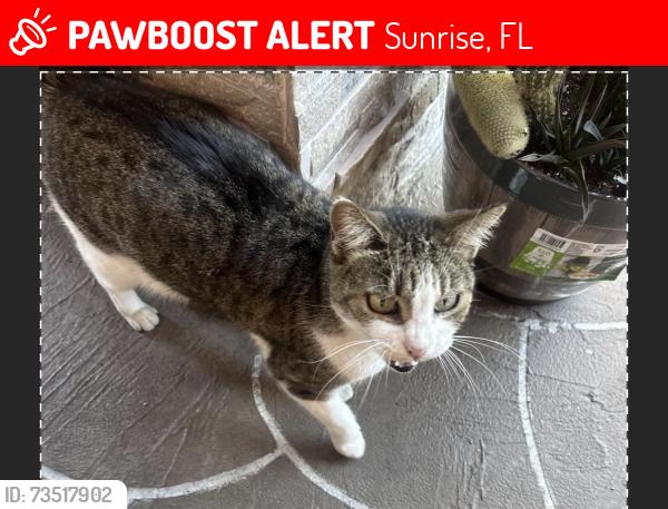 Lost Female Cat last seen hse, Sunrise, FL 33322