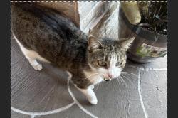 Lost Female Cat last seen hse, Sunrise, FL 33322