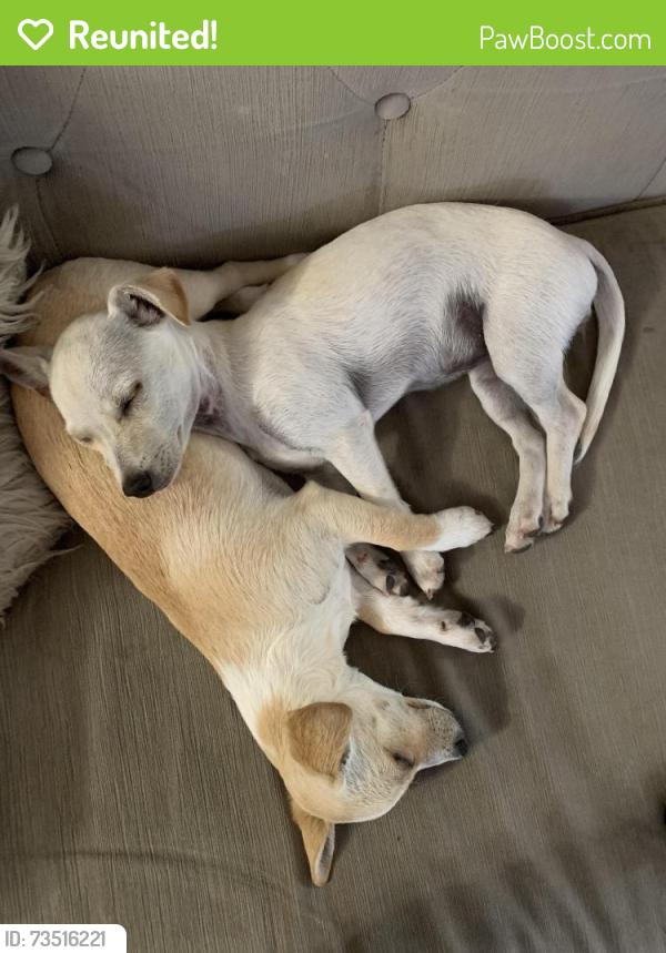 Reunited Female Dog last seen Kaiser and Orange, Fontana, CA 92335