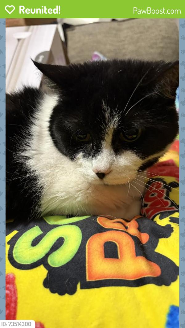 Reunited Female Cat last seen sellers middle school, weaver elementary school, bradfield park, Garland, TX 75040